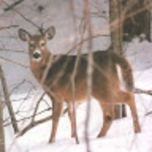 Meet your Posher, Suzanne